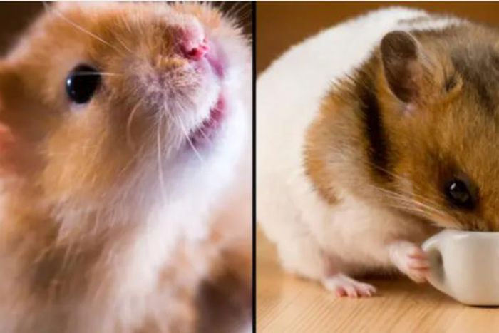 Nhà khoa học sốc khi 1 thí nghiệm vô tình khiến chuột hamster thay tính đổi nết