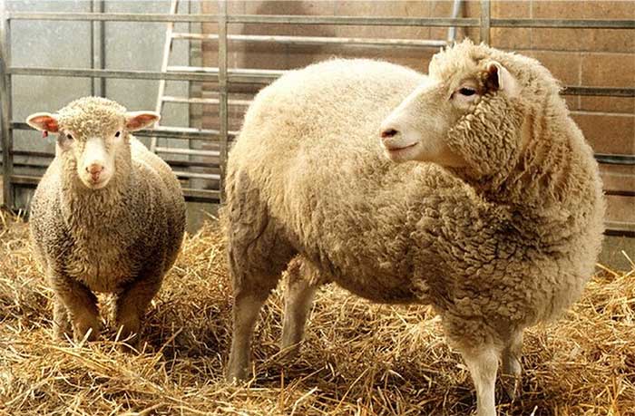 Nhà khoa học tạo ra cừu Dolly qua đời ở tuổi 79
