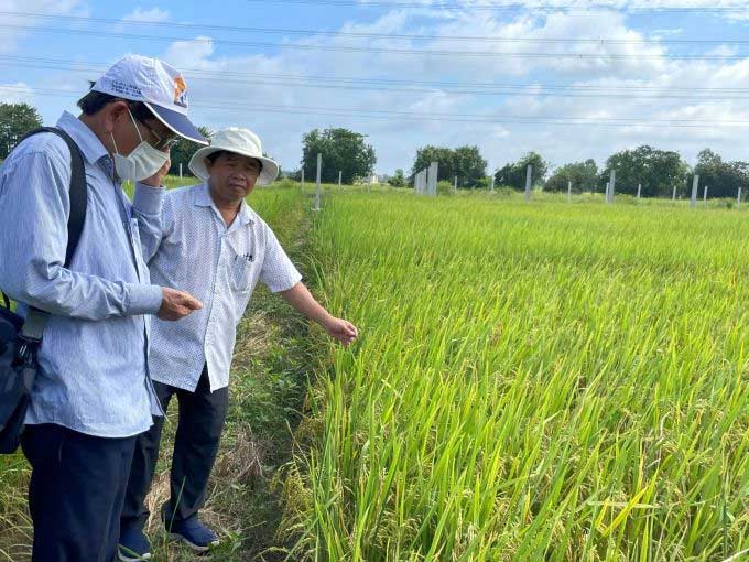 Nhà khoa học Việt tạo giống lúa màu năng suất bằng lúa thường