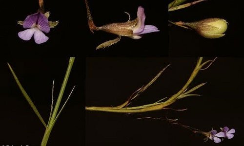 Nhà thực vật tìm thấy cây hoa tuyệt chủng 200 năm