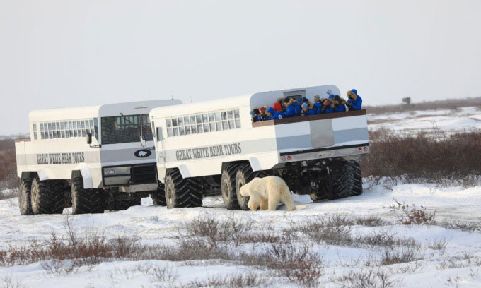 Nhà tù độc nhất vô nhị giam giữ gấu Bắc Cực