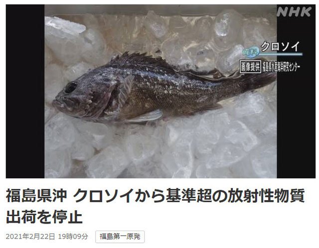 Nhật phát hiện cá nhiễm phóng xạ ở Fukushima