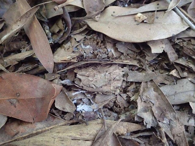 Nhện cửa sập - bậc thầy ngụy trang được tìm thấy ở Úc