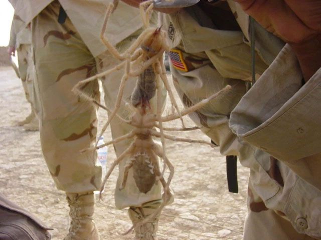 Nhện lạc đà - Kẻ săn mồi đáng sợ của sa mạc