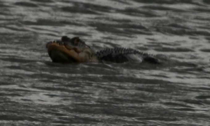 Nhiếp ảnh gia chụp được ảnh cá sấu sống sót sau khi mất nửa bộ hàm