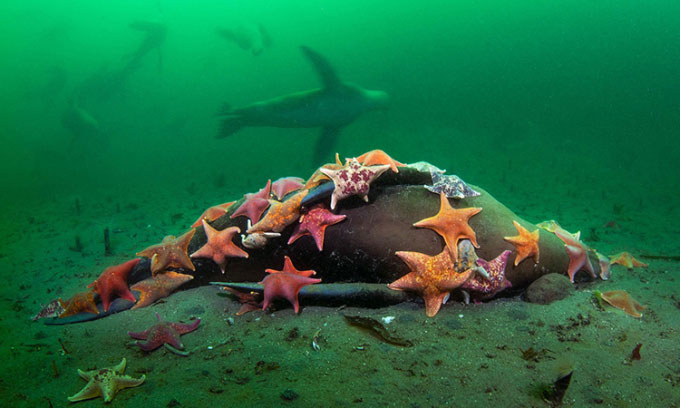 Nhiếp ảnh gia chụp được bức ảnh ấn tượng: Hàng chục sao biển xúm lại ăn thịt sư tử biển