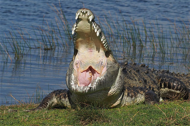 Nhiếp ảnh gia kể chuyện săn ảnh con cá sấu khổng lồ ở Mỹ