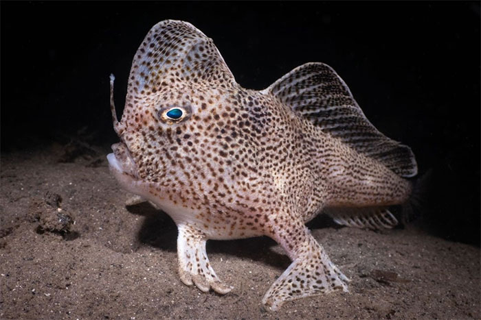 Nhiếp ảnh gia Pháp chụp được hình loài cá kỳ dị đi bằng tay