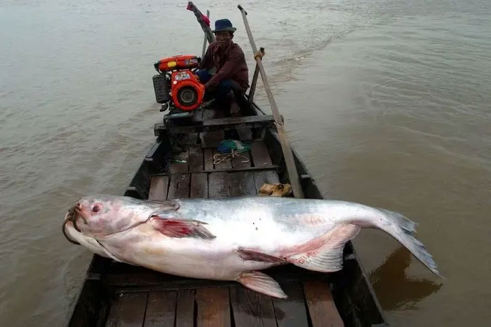Nhiều loài cá tại sông Mekong đối mặt nguy cơ tuyệt chủng