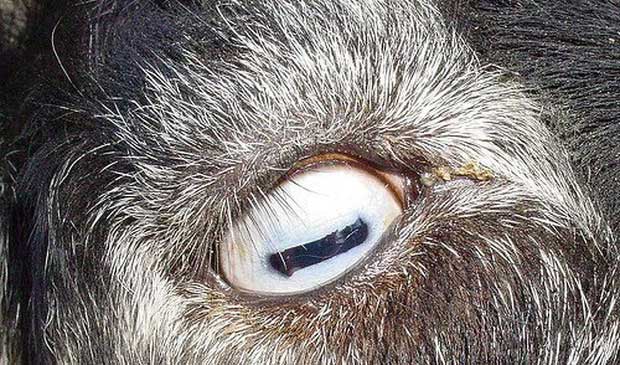 Nhìn bức ảnh này, bạn đoán xem đây là mắt của con gì? Câu trả lời có thể khiến bạn... hết cả hồn đấy!
