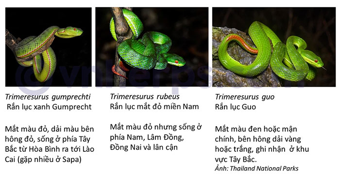 Nhìn thì tưởng rắn lục đuôi đỏ nhưng lại không đơn giản như vậy, có tới 7 loài khác nhau!