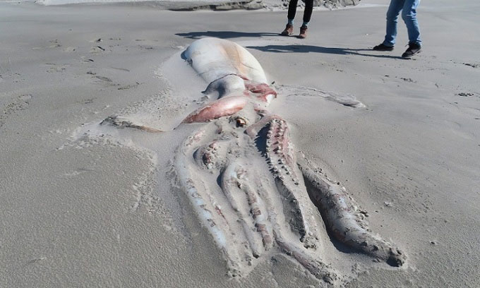 Nhóm du khách bất ngờ khi phát hiện con mực khủng dài 4m dạt vào bãi biển New Zealand