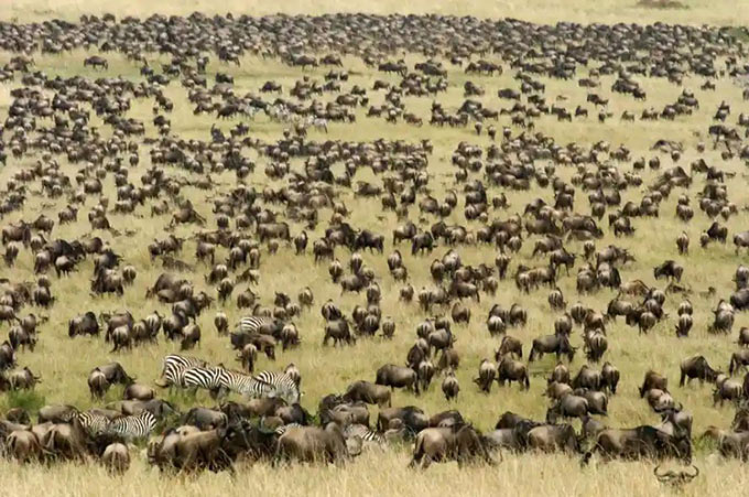 Những bầy đàn lớn nhất trong thế giới động vật