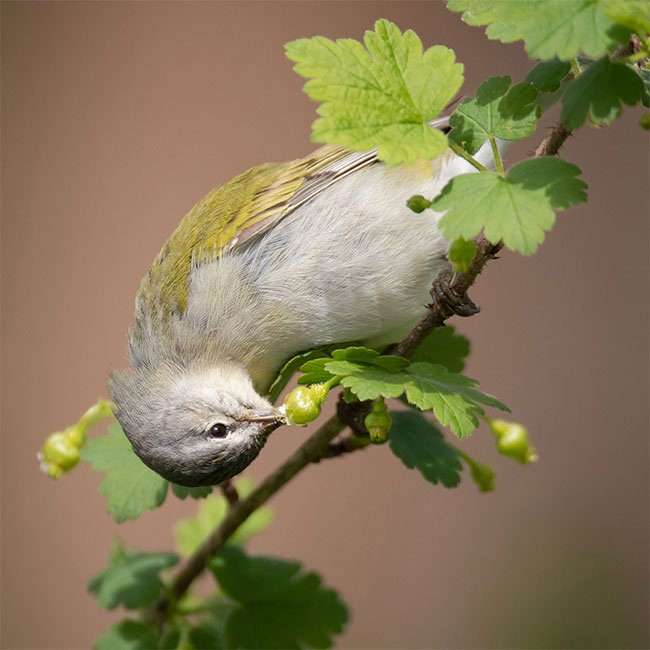 Những bức ảnh chim đẹp nhất Giải thưởng Nhiếp ảnh Audubon