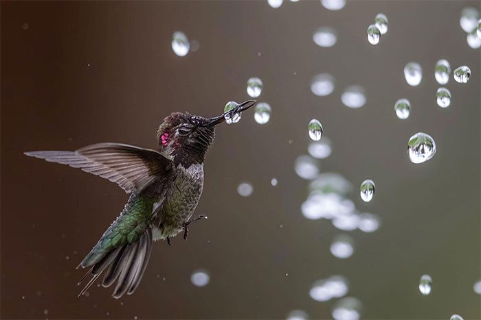 Những bức ảnh chim đẹp nhất Giải thưởng Nhiếp ảnh Audubon