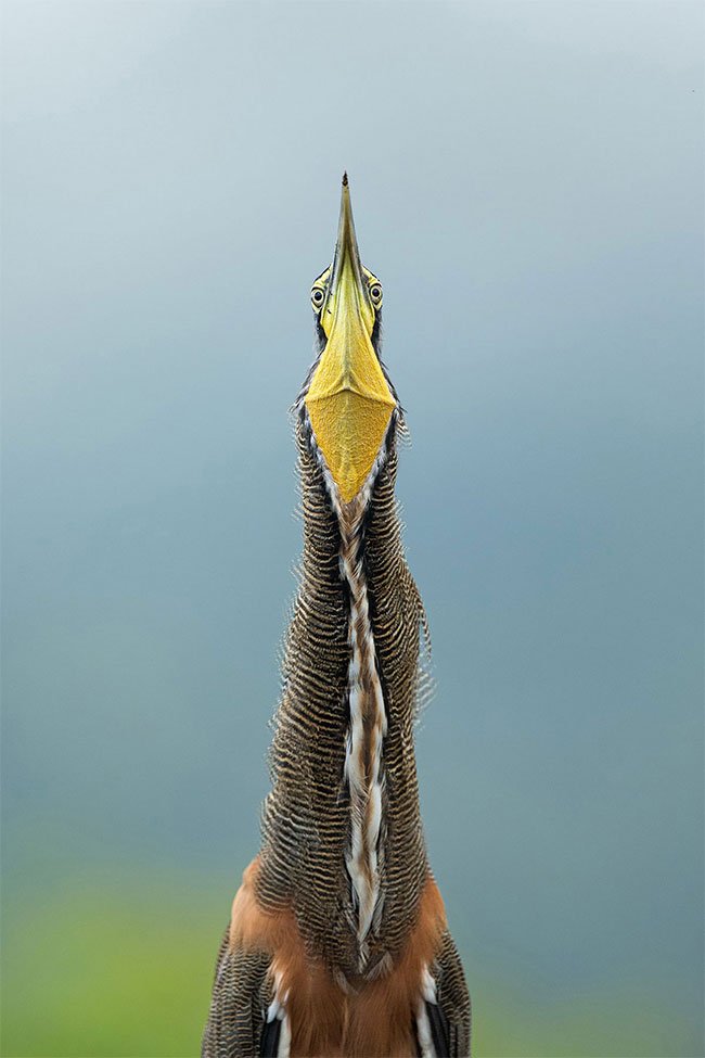 Những bức ảnh chim đẹp nhất Giải thưởng Nhiếp ảnh Audubon