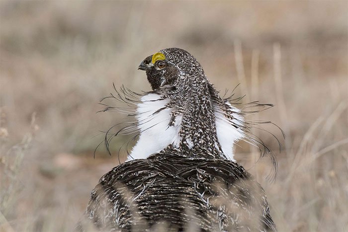 Những bức ảnh chim đẹp nhất Giải thưởng Nhiếp ảnh Audubon