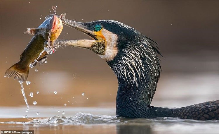 Những bức ảnh đẹp nhất đạt giải cuộc thi Nhiếp ảnh gia chim muông 2019