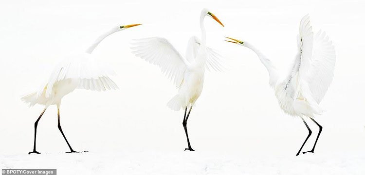 Những bức ảnh đẹp nhất đạt giải cuộc thi Nhiếp ảnh gia chim muông 2019