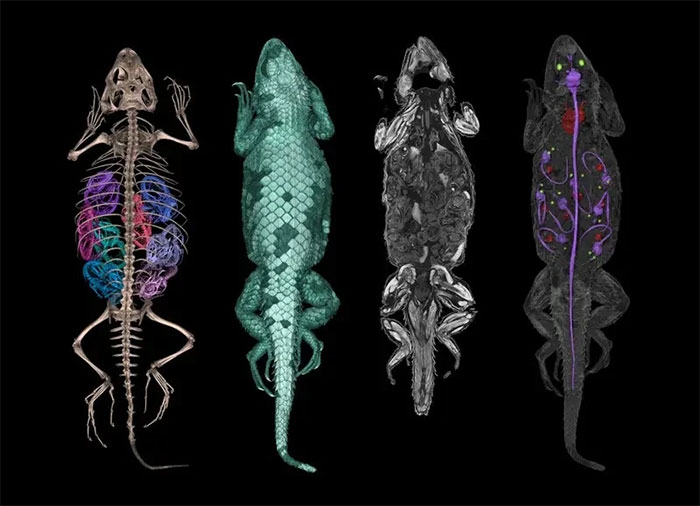 Những bức ảnh tuyệt đẹp của động vật thông qua tia X