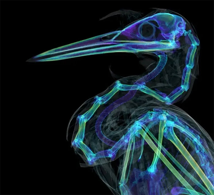 Những bức ảnh tuyệt đẹp của động vật thông qua tia X