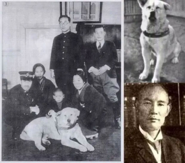 Những chuyện ít người biết về Hachiko - chú chó đứng ở sân ga 10 năm đợi chủ