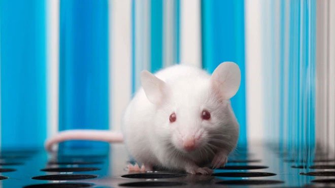 Những con chuột sơ sinh có thể mơ về việc di chuyển trong thế giới thực trước cả khi chúng mở mắt