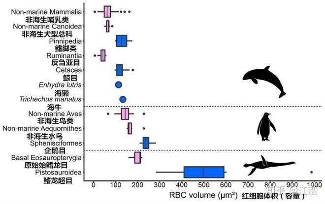 Những con thằn lằn cổ rắn thời tiền sử có khả năng lặn tương tự với cá nhà táng hiện đại