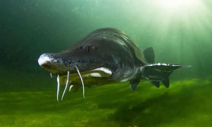 Những điều chưa biết về loài cá nước ngọt lớn nhất thế giới