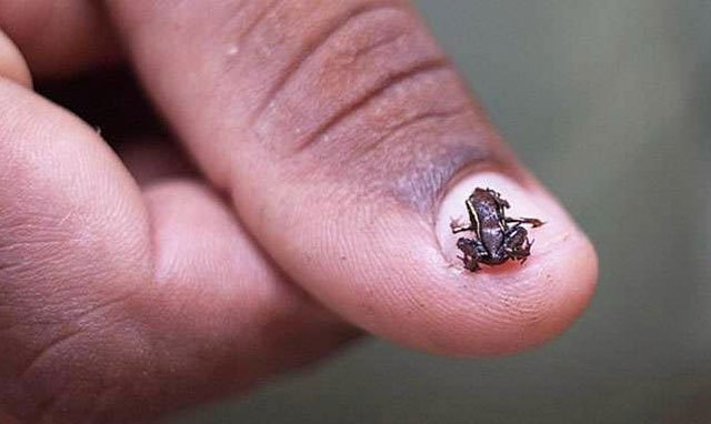 Những điều thú vị về loài động vật có xương sống nhỏ nhất thế giới