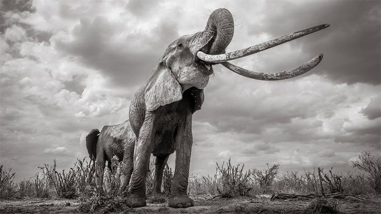 Những hình ảnh cuối cùng về con voi nữ hoàng của Kenya