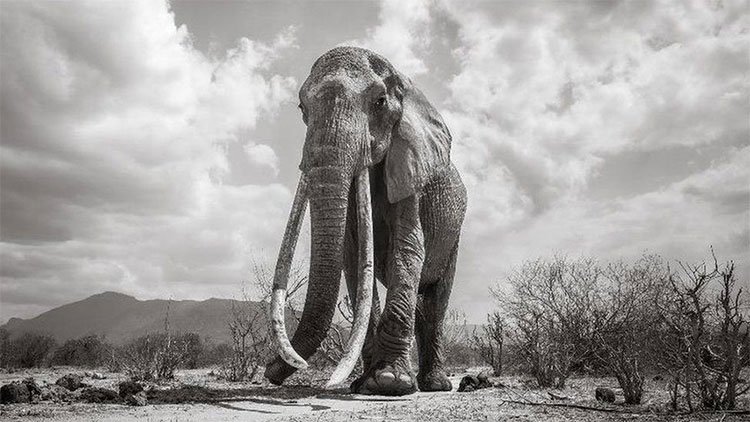 Những hình ảnh cuối cùng về con voi nữ hoàng của Kenya
