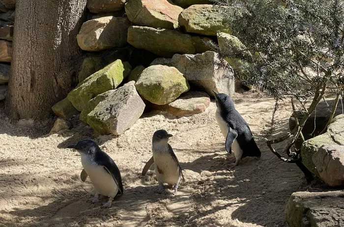 Những hình ảnh dễ thương của chim cánh cụt tiên - loài chim cánh cụt nhỏ nhất