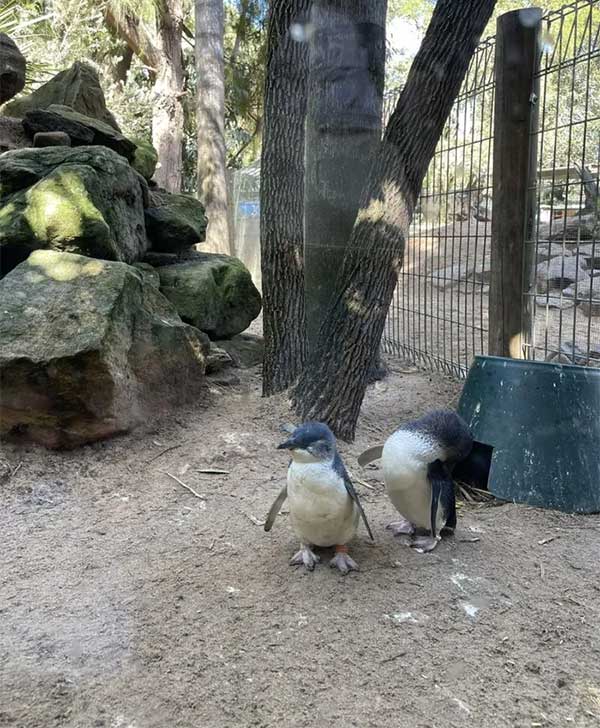 Những hình ảnh dễ thương của chim cánh cụt tiên - loài chim cánh cụt nhỏ nhất