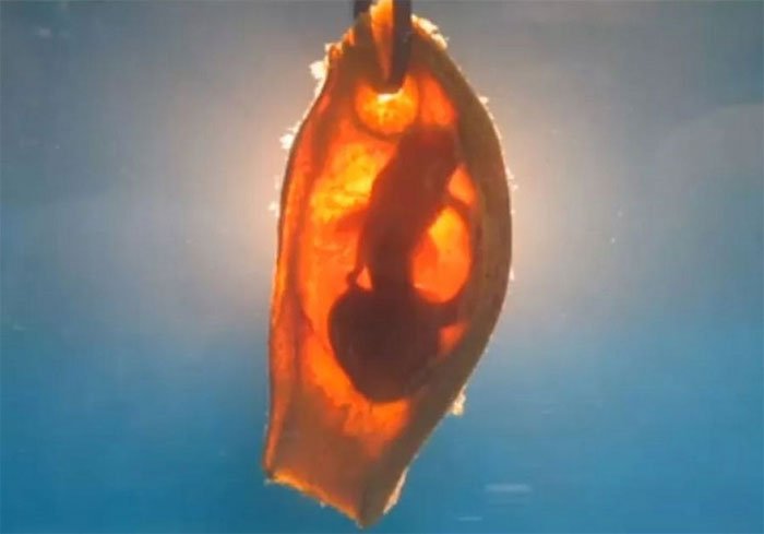 Những hình ảnh thú vị về bào thai cá mập tre vằn