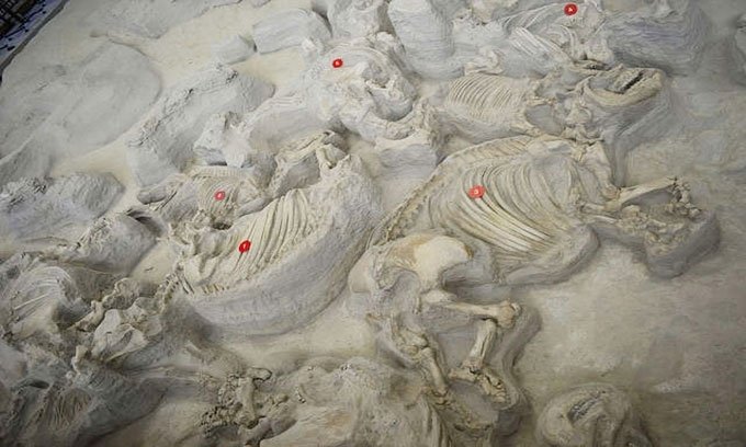 Những hóa thạch gây kinh ngạc trong lịch sử