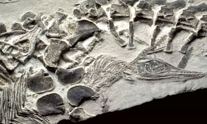 Những hóa thạch gây kinh ngạc trong lịch sử