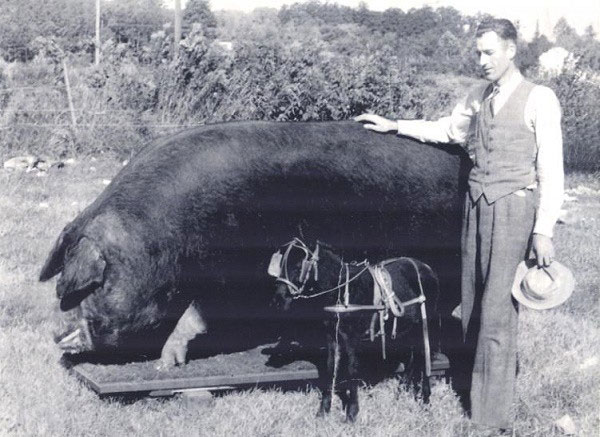 Những kỷ lục khó đỡ được ghi vào sách Guinness của họ nhà lợn