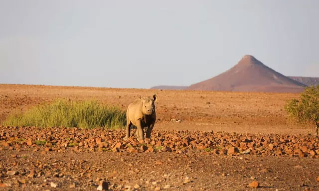 Những loài động vật lớn nhất sống trong sa mạc, vẫn còn tồn tại cho đến ngày nay