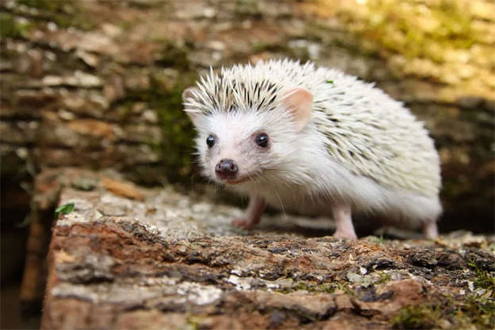 Những loài động vật nhỏ bé đáng yêu nhất thế giới