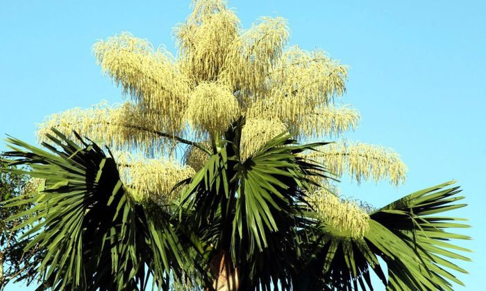 Những loài hoa trăm năm mới nở một lần: Có loài mọc đầy ở Việt Nam!