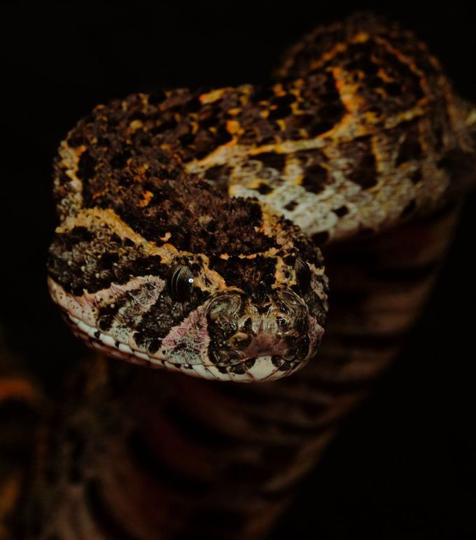 Những loài rắn kịch độc trong rừng rậm Congo