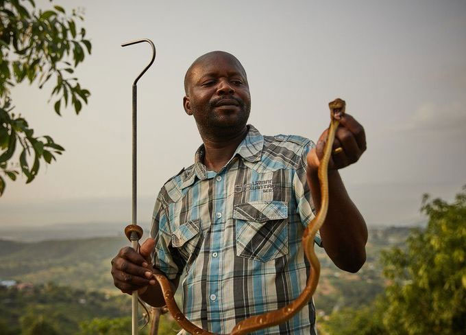 Những loài rắn kịch độc trong rừng rậm Congo