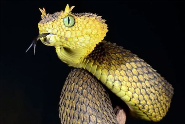 Những loài rắn kỳ lạ có đôi mắt to nhất thế giới