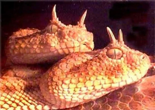 Những loài rắn kỳ lạ có đôi mắt to nhất thế giới