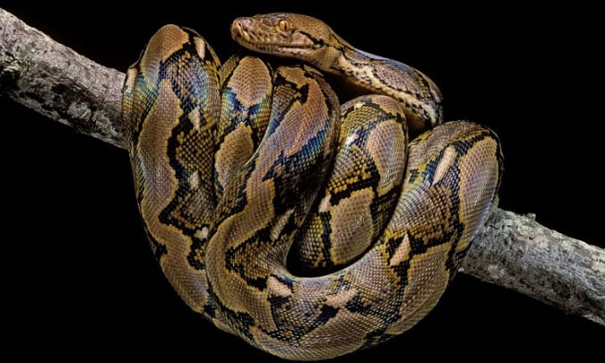 Những loài rắn lớn nhất thế giới