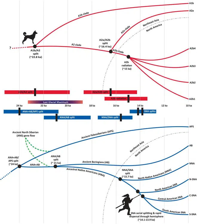 Những người thợ săn ở Siberia thời kỳ băng hà có thể đã thuần hóa chó từ 23.000 năm trước