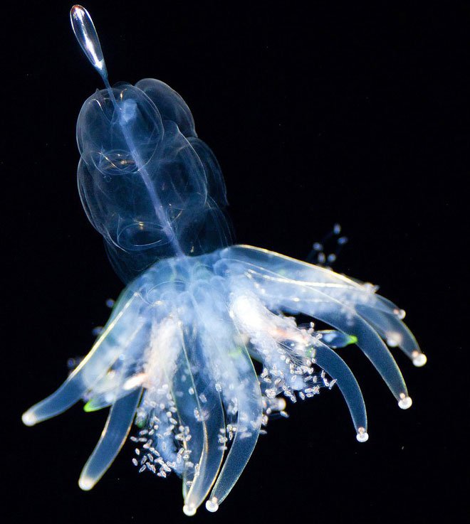 Những sinh vật biển phát sáng tuyệt đẹp của đáy Thái Bình Dương sẽ khiến bạn mê mẩn