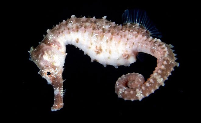Những sinh vật biển phát sáng tuyệt đẹp của đáy Thái Bình Dương sẽ khiến bạn mê mẩn