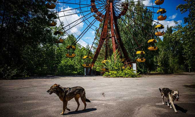 Những sinh vật đột biến sống ở vùng cấm Chernobyl